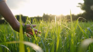 ocm_videoPlaceholder_Sustainability